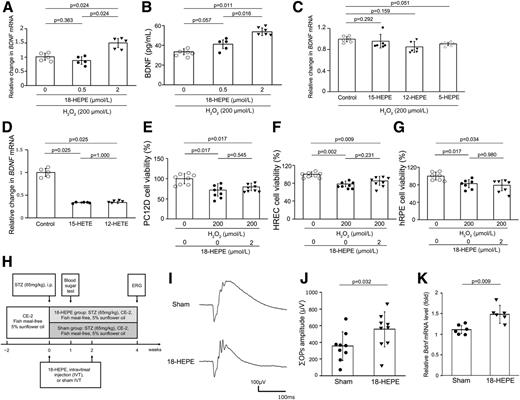 Figure 4. 18-HEPE induced BDNF in Müller glia cells and rescued neuronal retinal cell bioactivity. A and B: The relative BDNF mRNA and BDNF protein level in the culture media of MIO-M1 treated with H2O2 was increased by 2 μmol/L 18-HEPE, but not by 0.5 μmol/L 18-HEPE. C: Total of 2 μmol/L 15-HEPE, 12-HEPE, and 5-HEPE did not improve the decreased BDNF mRNA level in MIO-M1 treated with H2O2. D: Total of 2 μmol/L 15-HETE and 12-HETE reduced the relative BDNF mRNA level in MIO-M1 cells even without oxidative stress. E–G: The H2O2 exposure reduced the cell viability of PC12D, HRECs, and hRPE cells, but 18-HEPE did not inhibit these reductions. H: Schedule of the in vivo study in STZ-induced diabetic rats with 18-HEPE intravitreal injection (IVT). I: Representative ERG wave of STZ rat eyes with 18-HEPE intravitreal injection and those with PBS (Sham). J: OPs of STZ rat eyes with 18-HEPE intravitreal injection were statistically higher than those with PBS. K: The Bdnf mRNA level in the retina of the eyes with 18-HEPE was statistically higher than those with PBS. Data are mean ± SD. ms, milliseconds.