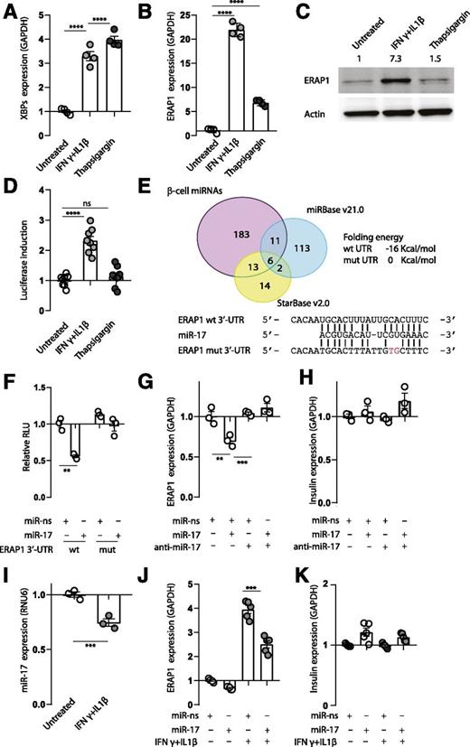 β-Cell Stress Shapes CTL Immune Recognition of Preproinsulin Signal ...