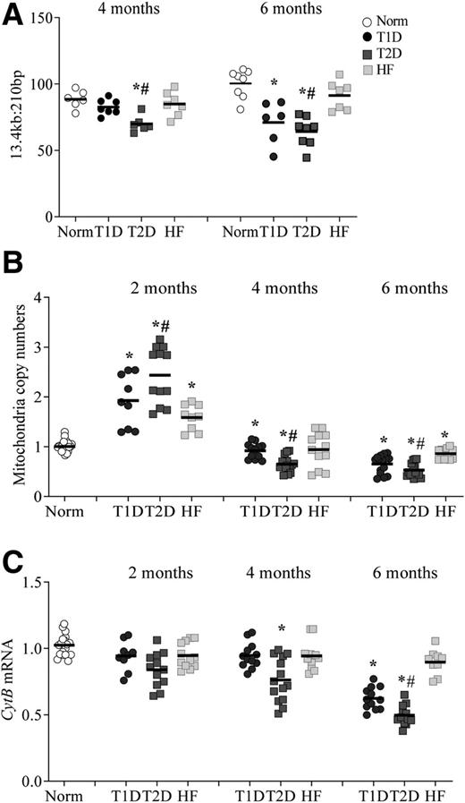 Figure 4. Mitochondrial damage in retinal microvessels. A: Genomic DNA, isolated from retinal microvessels, was subjected to extended-length PCR using mitochondrial-specific primers for 13.4-kb and 210-bp PCR products. The relative amplification of 13.4-kb and 210-bp products, which is inversely proportional to the mtDNA damage, was calculated. B: Gene transcripts of CytB were quantified by real-time qPCR using β-actin as a housekeeping gene. C: Copy numbers of mitochondria were determined in the genomic DNA by quantifying the ratio of mtDNA-encoded CytB and nuclear DNA-encoded β-actin. Each measurement was made in duplicate in 5–6 rats per group, and the values are represented as means ± SD. Values obtained from normal rats are considered as 100% for mtDNA damage and 1 for CytB mRNA and copy numbers. *P < 0.05 vs. Norm; #P < 0.05 vs. T1D.