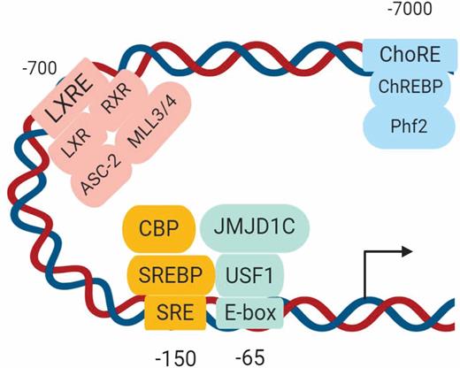Figure 1. Schematic of the FASN promoter showing position of E-box, SRE, LXRE, and ChoRE and respective lipogenic transcription factors bound by histone modifiers reported to increase lipogenesis.