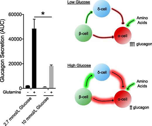 Figure 2. Impact of glucose concentration on amino acid–stimulated glucagon secretion. Glucagon secretion was measured in perifused human islets from donors with T2D and calculated as the incremental area under the curve. The schematic illustrates the hypothesis that high-glucose conditions result in more inhibitory tone on the α-cell through paracrine interactions that originate from either β- or δ-cells, with the net effect of decreased α-cell tone and decrease glucagon secretion in response to the same amino acid stimulus.
