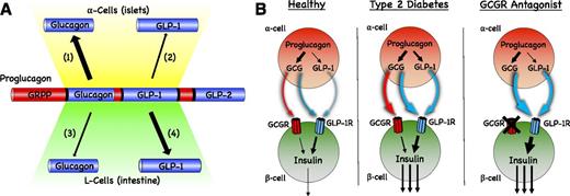 Figure 3. Proglucagon processing and the impact on β-cell function. A: Proglucagon is posttranslationally modified by PC enzymes to produce glucagon and GLP-1 (1). α-Cells express high levels of PC2 to produce glucagon, a primary product of proglucagon (2). GLP-1 production by PC1/3 in α-cells is low in healthy states but can be induced by metabolic stress to increase the secretion of islet GLP-1 (3). Glucagon production and PC2 expression in enteroendocrine L-cells are low or absent in healthy states. Interventions such as bariatric surgery or pancreatectomy may induce PC2 expression and subsequent glucagon production in the gut (4). GLP-1 is the primary product of proglucagon in the gut under most conditions. B: α-Cells can use both glucagon and GLP-1 to stimulate insulin secretion in β-cells. In healthy islets, glucagon is the major product that mediates α- to β-cell communication but can do so through both the glucagon receptor (GCGR) and GLP-1R. Metabolic stress and T2D increase proglucagon production and the expression of PC1/3 in α-cells. Under these conditions, both glucagon and GLP-1 mediate α- to β-cell communication predominantly through the GLP-1R. Treatment with a GCGR antagonist substantially increases both glucagon and GLP-1. It is anticipated that α- to β-cell communication is enhanced through GLP-1R activity as long as the antagonist remains engaged with the GCGR.