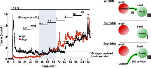 Figure 4. Estimation of islet interstitial glucagon levels. Gcg−/− islets have impaired GSIS that has been attributed to lack of proglucagon input from paracrine interactions with α-cells (16). Titration of glucagon to rescue insulin secretion to WT levels provides an estimation of the interstitial glucagon levels in WT islets. Glucagon concentration at −300 pmol/L rescued insulin secretion, although Gcg−/− islets were more sensitive to glucagon, making this an imprecise and likely underestimation of interstitial glucagon concentrations. G, glucose.