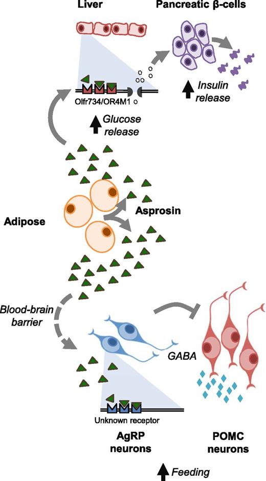 Figure 1. Asprosin mechanism of action. Upon secretion from white adipose tissue, asprosin travels to the liver and the brain. In the liver, asprosin exerts a glucogenic effect through the olfactory G-protein–coupled receptor OR4M1 (mouse ortholog Olfr734). In the brain, asprosin stimulates appetite by activating orexigenic AgRP neurons, through an unidentified receptor, and indirectly inhibiting anorexigenic POMC neurons.