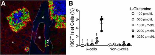 Figure 1. Interrupted glucagon signaling and hyperaminoacidemia result in α-cell proliferation and hyperplasia. A: Immunohistochemical analyses of Gcgr monoclonal antibody–treated mouse pancreas shows α-cell hyperplasia and single α-cells present in the ductal lining, similar to findings in ref. 10. Insulin, blue; glucagon, green; and SLC38A5, red. White arrowheads indicate single glucagon+ α-cells. Yellow arrowhead indicates SLC38A5+ glucagon+ α-cell. SLC38A5 is expressed in both α-cells and acinar cells of pancreas from mice with interrupted glucagon signaling. d, ductal tissue; dl, ductal lumen; Ac, acinar tissue. B: α-Cell proliferation and non–α-cell proliferation in mouse islets treated with high levels of amino acids and different doses of glutamine, similar to findings in ref. 16. Normal and Gcgr−/− serum levels of glutamine are 500 μmol/L and 3,250 μmol/L, respectively. (***P < 0.001 vs. 3,250 μmol/L glutamine α-cell proliferation; mean ± SD, n = 2–3 individual experiments.)