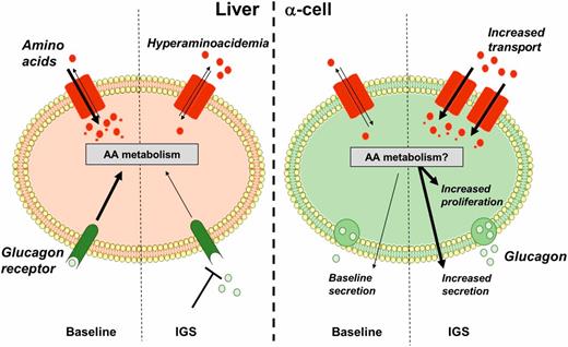 Figure 2. A liver–α-cell axis that reciprocally regulates amino acid homeostasis and α-cell function and proliferation. Under baseline conditions, glucagon is secreted from pancreatic α-cells, where it acts on liver Gcgr. Glucagon signaling promotes amino acid transport and catabolism, maintaining blood amino acid levels. When glucagon signaling is interrupted (e.g., genetic knockdown, small molecule), genes involved in amino acid transport and catabolism in the liver are downregulated. Impaired uptake and catabolism potentially result in the observed hyperaminoacidemia. Through an endocrine feedback loop, amino acids stimulate glucagon secretion acutely and under sustained stimulation promote α-cell proliferation and hyperplasia. AA, amino acid; IGS, interrupted glucagon signaling.