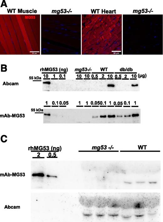 Figure 1. Commercially available antibody against MG53 detects nonspecific band in serum derived from mg53−/− mice. A: IHC of MG53 with mAb-MG53 in muscle and heart derived from WT and mg53−/− mice. B: WB of muscle samples derived from mg53−/−, WT, and db/db mice. Smaller amounts of muscle sample (0.05–1.00 µg [bottom]) were used to show high sensitivity of mAb-MG53 compared with greater amounts of muscle samples (0.5–10.0 µg) used for WB with Abcam antibody (cat. no. 83302). Various amounts of rhMG53 protein dissolved in the running buffer were used as reference standards. C: Sera derived from mg53−/− and WT littermates (1 µL per lane; each lane represents a different mouse) were first probed with mAb-MG53 (top). The membrane was stripped and then probed with the Abcam antibody (bottom).