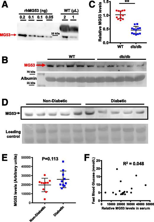 Figure 2. WBs detect lower or no change of serum MG53 levels in db/db mice or patients with diabetes compared with control subjects. A: 0.05–0.20 ng rhMG53 dissolved in mg53−/− serum was used to establish the linear range for WB with the mAb-MG53, and 1 or 2 µL serum derived from the C57BL/6 mice was loaded onto the same gel. The WB was representative of 15 other samples. B: 1 µL sera derived from WT (lanes 1–5) and db/db littermates (lanes 6–10) (purchased from The Jackson Laboratory [age 14 weeks]) was probed with mAb-MG53. Loading control represents staining of albumin. C: Normalized WB intensities of MG53 in sera were plotted for individual animals. MG53 levels in db/db serum were significantly lower than those in WT serum (**P < 0.001). D: 1 µL sera derived from human individuals without diabetes and with diabetes was probed with mAb-MG53. E: Scatter plot of MG53 levels in sera of humans without diabetes and with diabetes. No significant differences were observed between the two groups (P = 0.113). F: Plot of serum MG53 level vs. fasting blood glucose in both samples of humans without diabetes and samples of humans with diabetes revealed no correlation (R2 = 0.048).