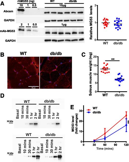 Figure 3. Muscle atrophy in db/db mice leads to reduced secretory activity of MG53. A: Skeletal muscles from WT and db/db littermate mice were probed with Abcam antibody (top) and mAb-MG53 (bottom). On average, there was no statistical difference in MG53 protein between WT and db/db muscle. B: Cross section of skeletal muscle derived from WT (left) and db/db (right) mice was stained with mAb-MG53. C: Comparison of soleus muscle mass derived from littermates of WT and db/db mice at 4 months of age (**P < 0.01). D: 20 µL out of a total of 2 mL solution bathing the soleus was loaded onto the gel at different time points after insulin treatment (top). Smaller amounts of MG53 were detected from db/db soleus at all time points. The bottom panel shows loading of the bathing solution normalized to soleus muscle mass. E: Time-dependent secretion of MG53 from WT (red) or db/db (blue) soleus muscle following insulin treatment (**P < 0.01).