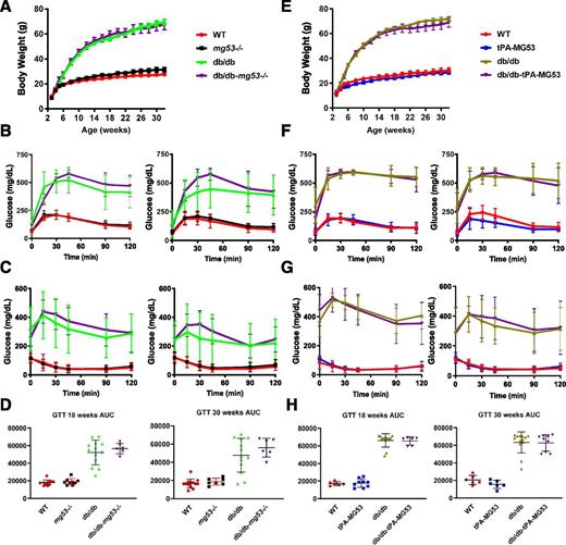 Figure 4. Neither ablation of MG53 nor elevation of MG53 impacts glucose hemostasis and insulin sensitivity in db/db mice. A: Body weight measurement of the four mice strains up to 32 weeks of age (WT, n = 13; mg53−/−, n = 9; db/db, n = 12; and db/db-mg53−/−, n = 6). These mice were littermates produced through crossbreeding of the db+/−mg53+/− pairs. B: GTT measurements at 18 weeks (left) and 30 weeks (right) (WT, n = 11; mg53−/−, n = 9; db/db, n = 12; and db/db-mg53−/−, n = 6). GTT of the db/db-mg53−/− mice showed a trend of reduced glucose tolerance compared with db/db littermates, but the difference did not reach statistical significance. C: ITT measurements at 20 weeks (left) and 32 weeks (right) (WT, n = 11; mg53−/−, n = 9; db/db, n = 12; and db/db-mg53−/−, n = 6). D: Quantification of AUC for the data shown in B. E: Body weight of the WT, tPA-MG53, db/db, and db/db-tPA-MG53 littermates was measured up to 32 weeks of age (WT, n = 7; tPA-MG53, n = 6; db/db, n = 7; and db/db-tPA-MG53, n = 5). F: GTT measurements at 18 weeks (left) and 30 weeks (right). G: ITT measurements at 20 weeks (left) and 32 weeks (right). Both sexes of mice were included in the experiments. H: Quantification of AUC for data shown in F.