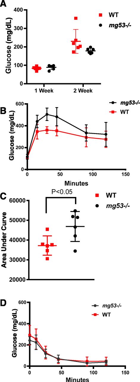 Figure 5. mg53−/− mice show compromised glucose handling following STZ administration. A: Fasting blood glucose levels were measured at 1 and 2 weeks following the last dose of STZ injection. B: GTT was conducted at 2 weeks post-STZ. Significant differences were measured at 30 and 45 min (P = 0.002 and 0.008, respectively). C: AUC measurement of B revealed significant differences between WT and mg53−/− mice (P = 0.025). D: Three weeks post-STZ, ITT measurement revealed no significant difference between WT and mg53−/− mice.