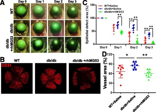 Figure 6. Compromised corneal wound healing in db/db mice is ameliorated with systemic administration of rhMG53 protein. A: Intensity of fluorescein staining at days 0–3 following alkaline injury to the cornea was presented for WT (top), db/db (middle), and db/db with rhMG53 treatment (bottom). B: Fluorescein intensity at different days after corneal alkaline injury was normalized to day 0. db/db cornea showed delayed healing of the cornea, which was improved with topical administration of rhMG53. C: Flat mounts of the cornea were stained with CD31 to reveal different degrees of vascularization at 14 days post–alkaline-induced injury to the cornea. D: Intensity of CD31 signal was used as index of vascularization of the cornea at 14 days post–alkaline injury (*P < 0.05; **P < 0.01).