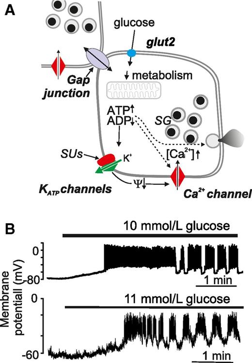 Figure 1. A: Stimulus-secretion coupling of the pancreatic β-cell (“consensus model”). The arrows (↑,↓) indicate an increase or decrease of the indicated parameter. Glucose initiates insulin secretion following its metabolism with a resultant increase in cytoplasmic ATP-to-ADP ratio, closure of KATP channels, membrane depolarization, opening of voltage-gated Ca2+ channels, and initiation of Ca2+-dependent exocytosis of the insulin-containing secretory granules (SG). In addition, the β-cells are electrically coupled to neighboring β-cells via gap junctions consisting of connexin-36. Ψ, membrane potential. Sulfonylureas (SUs) stimulate insulin secretion by closing the KATP channels. B: Glucose-induced electrical activity recorded from a β-cell in intact mouse (top) or human (bottom) islets when the glucose concentration was increased from 1 to 10 or 11 mmol/L (as indicated by horizontal bars).