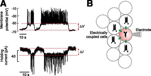 Figure 2. A: Membrane potential (top) and holding current (bottom) recorded from the same β-cell under current- and voltage-clamp conditions, respectively. The voltage-clamp recording was obtained at −70 mV. B: Schematic of electrical coupling between β-cells in an intact islet. The green rectangles indicate gap junctions. One β-cell within the islet is voltage-clamped at −70 mV through the recording electrode (pink), and regenerative electrical activity in this cell is therefore prevented. Spontaneous electrical activity in neighboring electrically coupled cells results in an inward current that resembles an inverted burst of action potentials in the voltage-clamped cell. Assuming that electrical activity recorded in the β-cell connected to the patch electrode prior to voltage-clamping approximates that of its neighbors, the total gap-junctional conductance (Gj) can be estimated from the equation Gj = ΔI/ΔV, where ΔV and ΔI represent the current and voltage differences between the plateau current/potential and the most repolarized voltage/least negative current, respectively (as indicated in A).