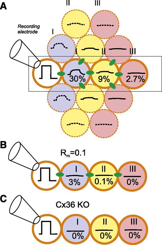 Figure 3. Attenuation of electrical signaling via gap junctions. A: A voltage step is applied to a voltage-clamped β-cell in an islet (white) (connected to recording electrode). The change in membrane potential enters neighboring cells (blue) (layer II) via the gap junctions but is attenuated by 70%, and its time course is “filtered” by the resistive-capacitive properties of the β-cell. The voltage change in layer I extends into layer II (yellow) but undergoes additional attenuation, and only 9% remains. In layer III (pink), the signal has declined to <3% of the original value. B: Impact of increased KATP channel activity in a cell within layer I (due to, for example, expression of a gain-of-function mutant KATP channel or impaired ATP production). If the input resistance in layer I is reduced by 90%, then the voltage change in this and cells in layers II and III will be correspondingly smaller. C: Genetic ablation of connexin-36 (Cx36 KO) (the β-cell gap junctions) will abolish electrical coupling. B and C highlight the part of A indicated by rectangle.