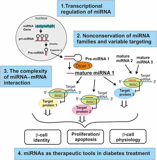 Figure 1. Summary of future challenges and opportunities in islet miRNA research. The diagram illustrates miRNA biogenesis from gene to the mature form, the miRNA–mRNA interaction network, and the processes influenced by miRNAs in the β-cell (β-cell identity, β-cell proliferation/apoptosis, and β-cell physiology). For each field of these biological processes involving miRNAs, we have added the four areas of challenges and opportunities discussed in the text. pri-miRNA, primary miRNA.
