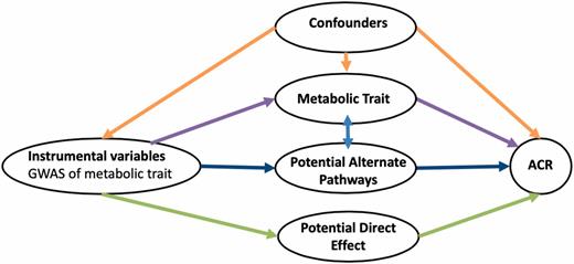 Figure 1. Causal diagram of the potential relationship among instrument variables (i.e., SNPs), the metabolic trait of interest, and ACR. MR tests the association between the exposure (i.e., metabolic trait) and the outcome (i.e., ACR) using the instrument variables (SNPs derived from a genome-wide association study [GWAS] of the metabolic trait). Depicted are potential alternate pathways and direct effects of the SNPs on ACR. The metabolic trait may also be correlated with alternate pathways.