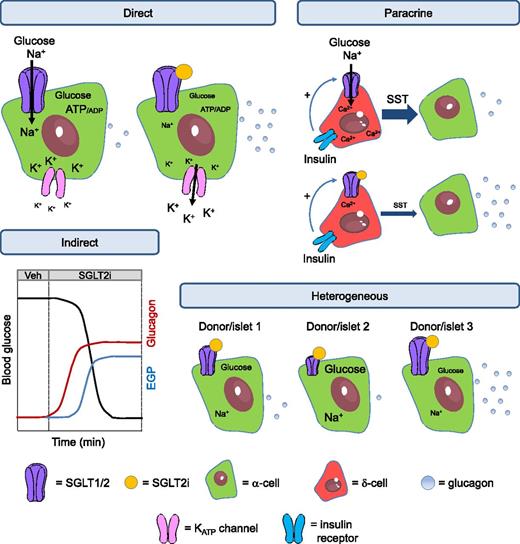 Figure 1. Schematic showing effects of SGLT2i on α-cell function. SGLT2i have been proposed to influence glucagon release through direct, paracrine, and indirect effects. Direct: Binding of SGLT2i might alter intracellular glucose and Na+ concentration, leading to changes in α-cell metabolism and membrane potential. Glucagon is decreased through poorly defined and complex mechanisms involving α-cell repolarization. Paracrine: Insulin binds to the insulin receptor on δ-cells to increase SGLT1/2 activity, leading to Ca2+ release from intracellular stores and stimulation of somatostatin release, which tonically inhibits glucagon secretion. SGLT2i block this effect by binding to either SGLT1 or SGLT2 on the δ-cell membrane, decreasing somatostatin secretion and releasing α-cells from tonic inhibition (but note that Saponaro et al. [11] did not detect presence of SGLT2 in δ-cells, unlike what has been reported by others [4]). Indirect: SGLT2i stimulate glycosuria, which lowers blood glucose levels. α-Cells respond to hypoglycemia by releasing glucagon, which increases endogenous glucose production. Heterogeneous: SGLT2/SLC5A2 expression is highly variable between donors and even islets of the same individuals. Some individuals/islets respond to SGLT2i, whereas others are less responsive, unresponsive, or even inhibited. If studies are underpowered, and depending on the samples examined (i.e., responsive, nonresponsive, or inhibited), effects of SGLT2i are likely to be reported as either: 1) positive, 2) negative, or 3) absent. EGP, endogenous glucose production; KATP channel, ATP-sensitive potassium channel; SST, somatostatin; Veh, vehicle. Adapted from Servier Medical Art under a CC BY3.0 license (https://creativecommons.org/licenses/by/3.0/).