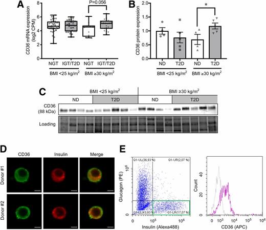 Figure 2. Expression of CD36 in human pancreatic islets. A: CD36 mRNA levels in islets from donors with ND (HbA1c <6.0%) and IGT/T2D (HbA1c ≥6.0%) with normal body weight (BMI <25 kg/m2; ND, n = 39 donors; IGT/T2D, n = 29 donors) and with obesity (BMI ≥30 kg/m2; ND, n = 12 donors; IGT/T2D, n = 19 donors). The box extends from the 25th to 75th percentiles. The line in the middle of the box is plotted at the median. The whiskers go down to the smallest value and up to the largest. CD36 protein levels (B) and the Western blotting bands (C) in islets from donors with ND and T2D with normal body weight (ND, n = 4 donors; T2D, n = 5 donors) and with obesity (ND, n = 4 donors; T2D, n = 5 donors). The total protein images obtained using the Stain-Free technology are shown as a loading control (Loading). D: Immunocytochemical images of CD36 (green) expression in insulin-positive (red) islet cells from two different human donors. Scale bars, 5 µm. E and F: Flow cytometric analysis of human islet cells. Pancreatic islets were dissociated into a single cell suspension and extracellularly stained for CD36 (APC) followed by intracellular staining for insulin (Alexa 488) and glucagon (phycoerythrin [PE]). Insulin-positive glucagon-negative cells within a green square were defined as β-cells (E), and the β-cell surface CD36 (APC) expression was analyzed with anti-CD36 antibody (purple) and isotype control (gray) (F). The P values were determined by Student two-tailed t test (unpaired). *P < 0.05. CPM, counts per million.
