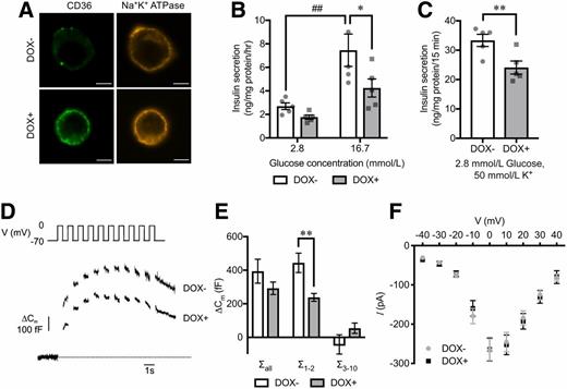 Figure 3. Insulin secretion and exocytosis in CD36-overexpressing INS-1 cells. A: Immunocytochemical images of CD36 (green) in INS-1 cells without (DOX−) or with doxycycline-induced CD36 overexpression (DOX+). Na+-K+ ATPase (orange) was stained for a plasma membrane marker. Scale bars, 5 µm. Insulin secretion at 2.8 mmol/L or 16.7 mmol/L glucose for 1 h (B) and at 2.8 mmol/L glucose with 50 mmol/L K+ for 15 min (C). N = 5 for each group. Representative cell capacitance changes evoked by a train of 10 500-ms depolarizations from −70 to 0 mV (D) and the sum of capacitance increase (ΔCm) in response to the depolarization pulses of the train (E). N = 13 to 14 cells for each group. F: Inward Ca2+ currents evoked by depolarizations. Current (I)–voltage (V) relationship for the peak Ca2+ currents. N = 15 to 16 cells for each group. The P values were determined by repeated-measures one-way ANOVA followed by Tukey honest significant difference (B) and Student two-tailed t test (paired for C and unpaired for E). *P < 0.05, **P < 0.01 vs. DOX− under the same condition; ##P < 0.01 vs. 2.8 mmol/L glucose for each group (DOX− or DOX+). fF, femtofarad; hr, hour; pA, picoampere.