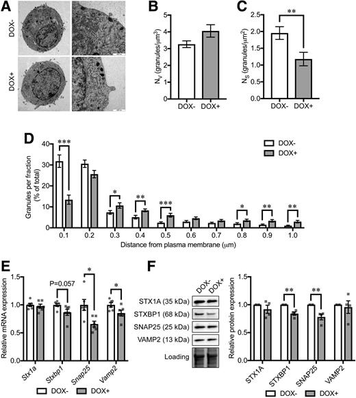 Figure 4. Insulin granule localization and exocytotic protein levels in CD36-overexpressing INS-1 cells. A: Electron micrographs of INS-1 cells without (DOX−) or with doxycycline-induced CD36 overexpression (DOX+). Original magnification ×6,000 (left) and ×43,000 (right). B–D: Granule-distribution analyses on the electron micrographs. Nv (B) and Ns (C) were measured as volume density and surface density, respectively. The granules for which the center was located within 100 nm (a half-length of the mean granule diameter) from the plasma membrane were defined as docked. Relative distribution of granules at shown distance intervals from the center of granule to the plasma membrane is shown in D. The distance shown in the x-axis is the upper border of each fraction. N = 34–38 cells for each group. E: mRNA expression levels of exocytotic genes. The expression levels were normalized to Ppia and Hprt. N = 6 for each group. F: Western blot analysis of exocytotic proteins. The total protein images obtained using the Stain-Free technology are shown as a loading control (Loading). N = 4 for each group. The P values were determined by Student two-tailed t test (unpaired). *P < 0.05; **P < 0.01; ***P < 0.001.