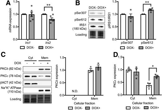 Figure 6. Analysis of background mechanism underlying IRS downregulation in CD36-overexpressing INS-1 cells. A: mRNA expression levels of Irs1 and Irs2. The expression levels were normalized to Ppia and Hprt. N = 6 for each group. B: Phosphorylation levels of IRS1 Ser307 (pSer307) and Ser612 (pSer612). Phosphorylated protein levels were normalized to the total protein levels. N = 4 for each group. Western blot analysis of cytoplasmic (Cyt) and membrane (Mem) protein levels of PKCδ (C) and PKCε (D). N = 3 for each group. The total protein images obtained using the Stain-Free technology are shown as a loading control (Loading). DOX− and DOX+ represent INS-1 cells without and with doxycycline-induced CD36 overexpression, respectively. The P values were determined by Student two-tailed t test (unpaired). *P < 0.05; **P < 0.01. N.D., not determined.
