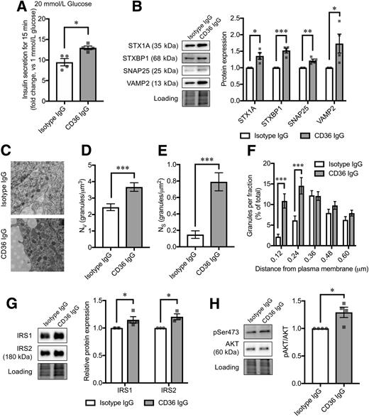Figure 7. Effects of anti-CD36–neutralizing antibody on EndoC-βH1 cell functions. A: Insulin secretion at 20 mmol/L glucose for 15 min (fold change, 20 mmol/L glucose vs. 1 mmol/L glucose). N = 4 for each group. B: Exocytotic protein levels. Normalization factor (the total reference lane protein/total target lane protein) is the correction factor used to calculate the adjusted volume of target band. N = 4 for each group. C–F: Granule-distribution analyses on the electron micrographs of EndoC-βH1 cells. Original magnification ×43,000 (C). Nv (D) and Ns (E) were measured as volume density and surface density, respectively. The granules for which the center was located within 120 nm from the plasma membrane (a half-length of the mean granule diameter) were defined as docked. Relative distribution of granules at shown distance intervals from the center of granule to the plasma membrane is shown in F. The distance shown in the x-axis is the upper border of each fraction. N = 20 cells for each group. G: IRS1 and IRS2 protein levels. N = 4 for each group. H: Phosphorylation levels of AKT Ser473 (pSer473). Phosphorylated protein signals were normalized to the total protein levels. N = 4 for each group. The total protein images obtained using the Stain-Free technology are shown as a loading control (Loading). The P values were determined by Student two-tailed t test (unpaired). *P < 0.05; **P < 0.01; ***P < 0.001.