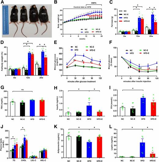 Figure 1. Effects of EMPA treatment on BW, body composition, and biochemical parameters. A: Morphology and BW of mice. B: Weekly BWs (n = 6–8/group). Six-week-old male mice were randomized to either the control diet or HFD for 12 weeks and then treated with or without EMPA for another 8 weeks (end point at 20 weeks). *P < 0.05 vs. NC; #P < 0.05 vs. HFD. C: Body fat mass of the mice (n = 6–8/group). D: Body fat/BW (n = 6–8/group). E: Oral glucose tolerance test (n = 5/group). F: Insulin tolerance test (n = 5/group). G: Fasting blood glucose (FBG) levels (n = 6/group). H: Fasting plasma insulin levels (n = 6/group). I: Fasting plasma FFA levels (n = 6/group). J: Plasma lipid levels (n = 6/group). K: Plasma adiponectin levels (n = 6/group). L: Plasma leptin levels (n = 6/group). Data are means ± SD. *P < 0.05. w, weeks.