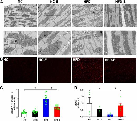 Figure 4. Effects of EMPA treatment on mitochondrial alterations. A: Mitochondrial morphology, as examined by transmission electronic microscopy (original magnification ×3,000 and ×6,000). B: Representative images of mitochondrial superoxide production (MitoSOX, red fluorescence) in cardiomyocytes. C: Quantitative analysis of MitoSOX production. n = 5 from four mice/each group. D: Relative mtDNA content. n = 4–7/group. *P < 0.05.
