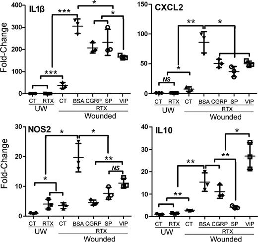 Figure 2. VIP inhibits overexpressed proinflammatory factors in the denervated B6 mouse corneas. B6 mouse corneas were treated with RTX as described in Fig. 1, followed by pretreatment with recombinant CGRP (100 ng/eye), SP (250 ng/eye), and VIP (250 ng/eye) or BSA as the control 4 h prior to epithelium debridement. At 22 hpw, corneas were collected and subjected to qPCR to assess the expression of IL-1β, CXCL2, NOS2, and IL-10. qPCR results were first normalized with the levels of β-actin and then compared with the levels of NL/naive corneas (value = 1), presented as fold changes. The results were presented as fold change (mean ± SD) over the naive corneas (control [CT], unwounded [UW]) set as a value of 1 (n = 3). *P < 0.05, **P < 0.01, ***P < 0.001 (one-way ANOVA).
