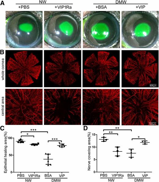 Figure 4. VIP accelerates diabetic wound healing and nerve regeneration in healing corneas through VIPR1. NL corneas were pretreated with VIPR1 antagonist or PBS and diabetic corneas with recombinant VIP or BSA as the control 4 h prior to epithelium debridement. At 0 h, the corneas were wounded by epithelium debridement (2-mm diameter). A: At 22 hpw, the remaining wounds were stained with fluorescein and photographed. B: Another set of mice was allowed to heal for 3 days, and the corneas were processed for WMCM with β-tubulin III staining for nerve fibers and endings. The images of whole corneas (top panels) and high-magnification images of central area (bottom panels) were shown. C: The wound sizes from A were calculated and presented as percentage of healed area over the size of original wounds (mean ± SD; n = 6). D: Nerve densities at the central areas were calculated from the areas covered with β-tubulin III staining with ImageJ and presented as percent areas (mean ± SD; n = 3). Two independent experiments were performed. *P < 0.05, **P < 0.01, ***P < 0.001 (two-way ANOVA).