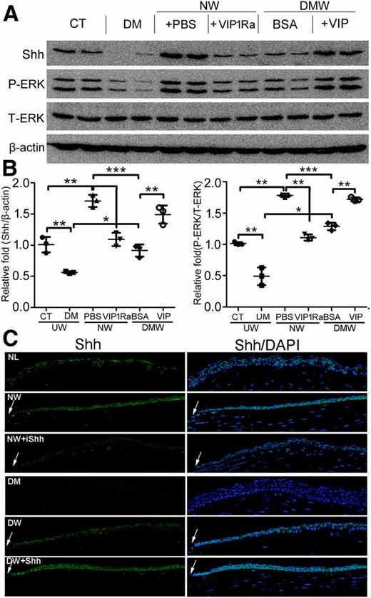 Figure 7. Exogenous VIP strictly through VIPR1 accelerates epithelial wound healing by regulated ERK activity and Shh expression in diabetic corneas. NL (NW), pretreated with VIP1Ra, and diabetic (DMW), pretreated with recombinant VIP, mouse corneas were wounded by epithelium debridement (2-mm diameter). A: CECs collected during wounding (12 hpw) and from the original wound beds (0 hpw) were subjected to Western blot analysis and p-ERK protein level expression. Two samples for each condition were used, and 20 μg total protein from collected CECs was analyzed for each sample. B: The pixels of bands were analyzed with ImageJ, and the results were presented as fold change (mean ± SD) over the nonwounded control (CT) corneas set as a value of 1 (B). *P < 0.05, **P < 0.001, ***P < 0.001 (two-way ANOVA). C: At 20 hpw, wounded corneas, three per group, along with nonwounded NL and diabetic corneas were excised, snap-frozen in OCT, and cryostat sectioned. Three sections from each cornea were stained with their respective primary antibodies, followed by FITC-conjugated secondary antibodies. The cryostat sections were also counterstained with DAPI showing nuclei (blue). For each set of experiments, optimization of the exposure time and other settings was determined using NL healing corneas, and the exact same settings were kept during the analysis of all samples. Immunofluorescence showing expression (green) of Shh and p-ERK. Arrows mark leading edge of healing epithelium. Two independent experiments were performed. T-ERK, total ERK; UW, unwounded.