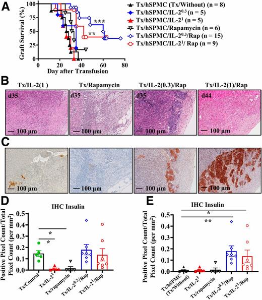 Figure 5. Combination low-dose IL-2 and rapamycin treatment for 3 weeks led to prolongation of human islet allograft survival. A: Survival curves of human islet allografts in the diabetic NSG mice that had successful islet transplantation following transfusion of 1 × 107 hSPMCs only (MST = 27) (Tx/hSPMC) (Tx/Without) and plus treatment with IL-20.3 (MST = 35) (Tx/hSPMC/IL-20.3), IL-21 (MST = 26) (Tx/hSPMC/IL-21), rapamycin (MST = 32) (Tx/hPBMC/Rapamycin), IL-20.3/rapamycin combination treatment (MST = 60) (Tx/hSPMC/IL-20.3/Rap), and IL-21/rapamycin combination treatment (MST = 42) (Tx/hSPMC/IL-21/Rap). **P = 0.0026, ***P < 0.001. B and C: The representative H-E micrographs of human islet allograft and insulin IHC staining (brown for positive staining) from reconstituted hNSG recipient mice with IL-21 [Tx/IL-2(1)], rapamycin (Tx/Rapamycin), and IL-20.3/rapamycin [Tx/IL-2(0.3)/Rap] groups at day 35 (d35) and the IL-21/rapamycin [Tx/IL-2(1)/Rap] group at d44 after hSPMC transfusion (original magnification ×10). D and E: Quantification of IHC insulin staining of human islet allografts from Tx/IL-21 (n = 5), Tx/rapamycin (n = 5), and Tx/IL-20.3/Rap (n = 7) groups at d35 and Tx/IL-21/Rap group at d44 after hSPMC transfusion (n = 7) compared with human islet grafts in the diabetic NSG mice after successful transplantation without transfusion (n = 5) (Tx/Control) and NSG recipient mice with hSPMCs and without treatment (n = 7) [Tx/hSPMC (Tx/Without)]. Pixel Count Algorithm is based on staining intensity and expressed as positive pixel count/mm2. The log-rank (Mantel-Cox) test was used for comparison of survival data. Kruskal-Wallis test followed by Dunn multiple comparison test was used for comparisons for quantification of IHC insulin. Data were from nine independent experiments. Error bars indicate the mean ± SEM. *P < 0.05, **P < 0.01, ***P < 0.001.