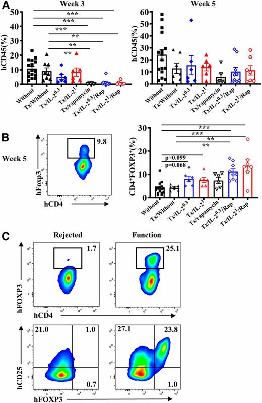 Figure 7. Human islet allograft survival was associated with expansion of CD4+CD25+FOXP3+ Tregs. A: At weeks 3 and 5 of transfusion, the proportion of reconstituted hCD45 in PB of NSG mice transfused with 1 × 107 hSPMCs without transplantation (n = 16) (Without) and transplanted NSG recipient mice transfused with 1 × 107 hSPMCs and no treatment (n = 8) (Tx/Without) plus treated with IL-20.3 (n = 6) (Tx/IL-20.3), IL-21 (n = 6) (Tx/IL-21), rapamycin (n = 6) (Tx/rapamycin), IL-20.3/rapamycin (n = 9) (Tx/IL-20.3/Rap), and IL-21/rapamycin (n = 7) (Tx/IL-21/Rap). B: The representative pseudocolor plot of hCD4 vs. hFOXP3 (gating on hCD4+ T cells) and the proportion of hCD4+Foxp3+ Tregs in PB of the seven groups of hNSG mice and/or transplanted hNSG recipient mice at week 5. C: Representative pseudocolor plots (smooth) of hCD4 vs. hFOXP3 and hCD25 vs. hFOXP3 (gating on hCD4+ T cells) in spleen of IL-21/rapamycin-treated NSG recipient mice that rejected human islet allografts or had functional human islet allografts at day 44 after transfusion. Kruskal-Wallis test followed by Dunn multiple comparison test was used for the comparisons. Error bars indicate the mean ± SEM. **P < 0.01, ***P < 0.001.