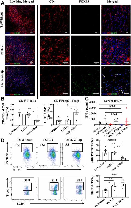 Figure 8. Low-dose IL-2 combined with rapamycin inhibits human islet allograft rejection by expanding hCD4+FOXP3+ Tregs and suppressing effector cell function. A: hCD4+FOXP3+ Tregs within human islet allografts from hNSG recipient mice. The representative fluorescence micrographs of hCD4, hFOXP3, and DAPI nuclear stain for the human islet allografts within the left kidneys of the hNSG recipient mice without treatment (n = 5) (Tx/Without), IL-2–only treatment (n = 5) (Tx/IL-2), and the combination of IL-2/rapamycin treatment (n = 5) (Tx/IL-2/Rap) at day 35 after transfusion of 1 × 107 hSPMCs. B: The percentages of hCD4+ T cells in total counted cells (DAPI) (the numbers of CD4+ cells divided by total cell counts) and hCD4+FOXP3+ Tregs in hCD4+ cells (the numbers of hCD4+FOXP3+ Tregs divided by the number of hCD4+ T cells). Total cell number, hCD4+, and hCD4+FOXP3+ cells were counted on high-resolution micrographs using multipoint cell counter. C: The level of human IFN-γ in the serum of hNSG mice (n = 5) and hNSG recipient mice with IL-21 (n = 3) or rapamycin (n = 4) only and IL-20.3/rapamycin (n = 4) and IL-21/rapamycin (n = 5) at 35 days after reconstitution. D: Representative pseudocolor plots of hCD8 vs. perforin (gating on hCD3+CD8+ T cells) and hCD4 vs. T-bet (gating on hCD3+CD4+ T cells) of flow cytometric analysis by intracellular staining and the proportions of hCD8+perforin+ in hCD3+CD8+ T cells and hCD4+T-bet+ in CD3+CD4+ T cells of spleens from the NSG recipient mice without treatment (n = 6), with IL-2 treatment (n = 6), and with the combination of IL-2 and rapamycin treatment (n = 7) at day 35 after transfusion of hSPMCs. One-way ANOVA followed by Tukey multiple comparison test was used for the comparisons of the proportion of CD4+ T cells, hCD4+FOXP3+ Tregs, hCD8+perforin+, and hCD4+T-bet+. Kruskal-Wallis test followed by Dunn multiple comparison test was used to compare serum levels of hIFN-γ used. Error bars indicate the mean ± SEM. *P < 0.05, **P < 0.01. Mag, magnitude.