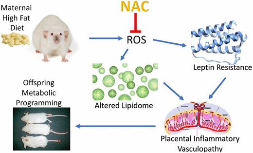 Figure 6. Unified mechanism for NAC effects on HFD dams that program the metabolic health of offspring. ROS, reactive oxygen species.