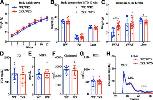 Figure 2. The antiatherogenic effect of 2KR is independent of plasma cholesterol and lipid levels. Male mice on an Ldlr−/− background (11 WT and 14 2KR mice) were fed the WTD for 12 weeks. A: Body-weight curve over the duration of WTD feeding. B and C: Body composition (B) and tissue sizes (C) after 12 weeks (wks) of eating the WTD. D–G: Plasma TG (D), NEFA (E), total cholesterol (F), and HDL cholesterol (G) levels. H: Size-fractionation of lipoproteins by FPLC. *P < 0.05, two-sided Student t test. Data are presented as the mean ± SEM. eWAT, epididymal white adipose tissue; iWAT, inguinal white adipose tissue.