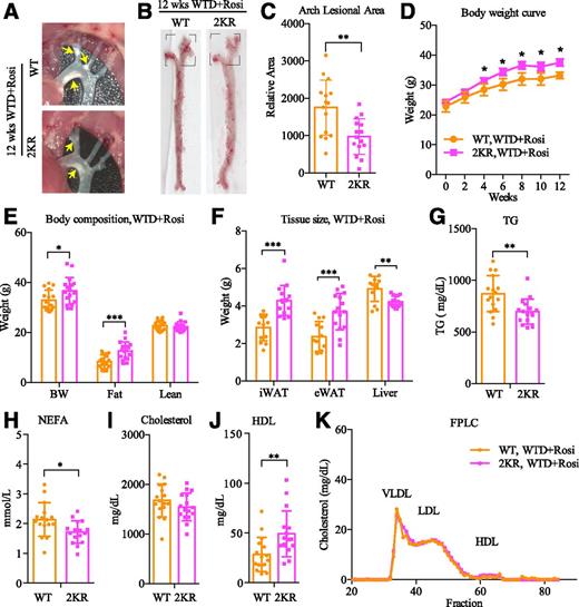 Figure 3. PPARγ deacetylation preserves the antiatherogenic effect in the aortic arch with rosiglitazone treatment. Male mice on an Ldlr−/− background (15 WT and 15 2KR mice) were fed the WTD with rosiglitazone (WTD+Rosi) for 12 weeks. A: Representative images of aortic arches. Yellow arrows indicate plaques. B: En face aortic plaque analysis with Oil Red O staining. The quantified arch lesion areas are set within dashed squares. C: Quantification of aortic arch plaque areas. **P < 0.01, two-tailed Mann-Whitney U test. D: Body-weight curve over the duration of WTD+Rosi. E and F: Body composition (E) and tissue sizes (F) after WTD+Rosi. G–J: Plasma TG (G), NEFA (H), total cholesterol (I), and HDL cholesterol (J) levels. *P < 0.05, **P < 0.01, ***P < 0.001, two-sided Student t test. Data are presented as the mean ± SEM. eWAT, epididymal white adipose tissue; iWAT, inguinal white adipose tissue.