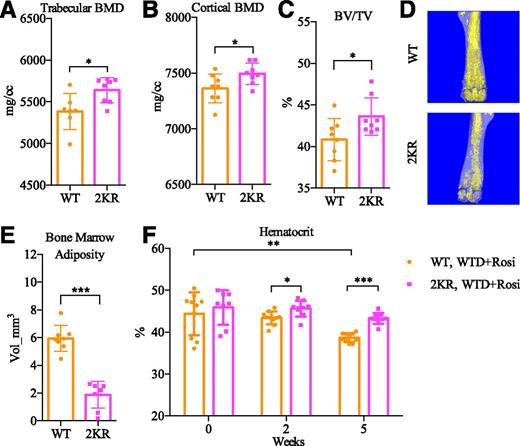 Figure 5. PPARγ deacetylation alleviates the adverse side effects of TZD on the atherogenic condition. A–E: Micro-CT scanning results of the femurs of male WT:Ldlr−/− (n = 8) and 2KR:Ldlr−/− (n = 8) mice following 12 weeks of eating the WTD and receiving rosiglitazone treatment. A and B: Bone mineral density (BMD) in the trabecular (A) and cortical (B) areas. C: Relative cortex bone volume (BV)/total volume (TV). D: Representative images of osmium tetroxide staining of bone marrow adiposity in femurs. E: Quantification of femur marrow lipid volume. *P < 0.05, ***P < 0.001, WT vs. 2KR mice, two-sided Student t test. F: Hematocrit in male mice (10 WT and 9 2KR mice) over the course of 5 weeks of eating the WTD and receiving rosiglitazone (WTD+Rosi). *P < 0.05, **P < 0.01, ***P < 0.001, WT vs. 2KR mice, two-way ANOVA. Data are presented as the mean ± SEM.