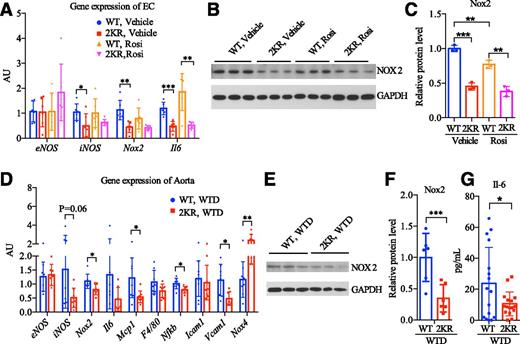 Figure 6. PPARγ deacetylation suppresses the atherogenic factors iNOS, Nox2, and IL-6 in the endothelium. A–C: Primary lung endothelial cells (ECs) were isolated from WT:Ldlr−/− and 2KR:Ldlr−/− mice and treated with a vehicle or 1 μmol/L rosiglitazone (Rosi) for 12 h after confluence. A: Quantitative PCR analysis of endothelial gene expression (n = 6 mice per group). B and C: Western blotting (B) and quantification (n = 3) (C) of Nox2 in primary lung ECs. D–F: Male WT:Ldlr−/− and 2KR:Ldlr−/− mice were fed the WTD for 5 weeks. D: Quantitative PCR analysis of gene expression in the aortae (n = 7 mice per group). E: Representative Western blotting of Nox2 in the aortae. F: Quantification of Nox2 normalized to GAPDH (n = 6 mice per group). G: Plasma IL-6 in male mice (n = 16 per group) fed the WTD for 12 weeks. *P < 0.05, **P < 0.01, ***P < 0.001, WT vs. 2KR mice, two-sided Student t test. Data are presented as the mean ± SEM.