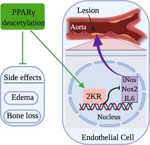 Figure 8. Model of PPARγ deacetylation that confers the antiatherogenic effect and improves endothelial function with diabetes treatment. Aortic arch lesion size reduced by 2KR through suppression of iNOS, Nox2, and IL-6 in endothelial cells while circumventing the side effects of TZD, including fluid retention and bone loss.