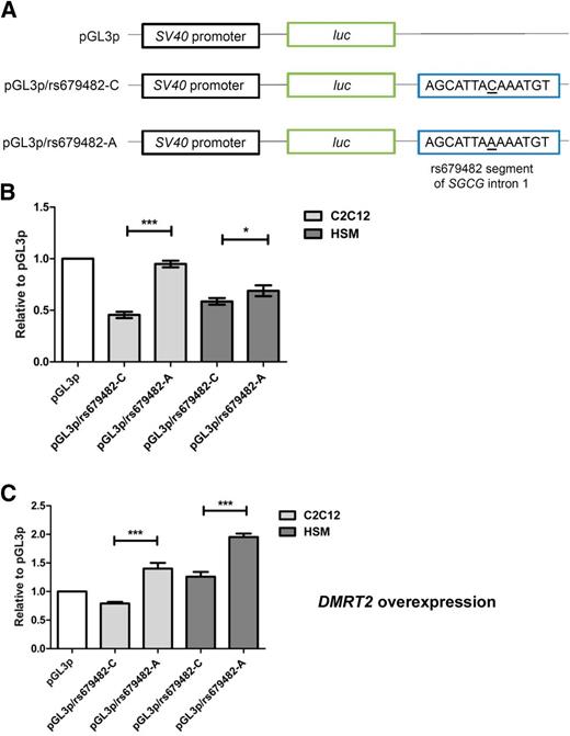 Figure 2. Transcriptional reporter assays. A: We examined each of the rs679482 alleles in the sequence in both orientations with respect to a minimal promoter in C2C12 cells and human skeletal muscle satellite cells. B: the sequence containing rs679482 demonstrated repressor activity relative to pGLP3p but with diminished repressor activity for the construct containing the alternative allele (A) in C2C12 cells (Afwd vs. Cfwd P = 4.9 × 10−20) and HSM cells (Afwd vs. Cfwd P = 0.04). C: Since rs679482 overlaps a DMRT2 binding site in skeletal muscle, we next overexpressed DMRT2 in each of the cell types and repeated luciferase assays. With the presence of DMRT2, the sequence containing this SNP demonstrated an approximately twofold increase in enhancer activity relative to pGLP3p but with greater enhancer activity for the construct containing the alternative allele (A) in C2C12 cells (Afwd vs. Cfwd P = 7.7 × 10−9) and HSM cells (Afwd vs. Cfwd P = 2.8 × 10−4). luc, luciferase.