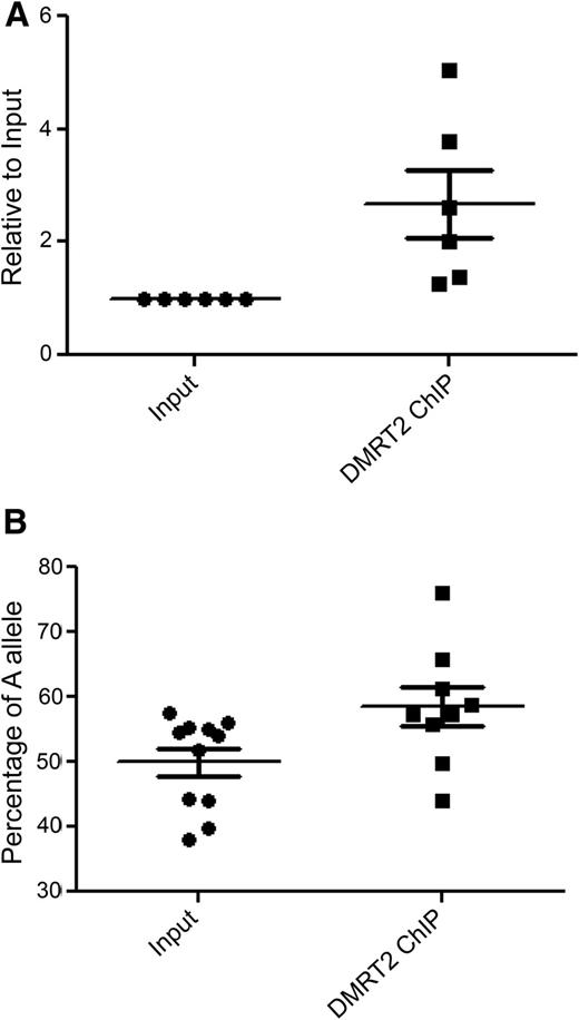 Figure 3. Allele-specific DMRT2 binding. rs679482 is located within a predicated DMRT2 binding site in skeletal muscle. A: ChIP demonstrates that the region encompassing rs679482 is 2.68-fold enriched in human skeletal muscle satellite cells overexpressing DMRT2 (P = 0.04, paired two-tailed t test). B: An allelic differential preference is evident among the recovered ChIP DNA, with 58% of allele (A) and 42% of allele (C) recovered from heterozygote HSM cells (P = 0.03, two-tailed t test).