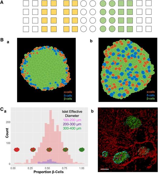 Figure 2. Prototypic human islets: similarity. A: A simplified illustration of the principle of similarity. Despite the identical shape of the squares on the left side of the image, the mind tends to group those colored yellow in one group and the white ones separately. Further, it seems natural to group the green circles and green squares together, although the green circles are immediately adjacent to white circles on the left, and the green squares are immediately adjacent to white squares on the right. B: (a) Prototypic mouse islet: insulin (green), somatostatin (blue), glucagon (orange). The prototypic mouse islet has been described as uniformly containing a core of β-cells and exterior of non–β-cells. Mouse islets have been considered to contain similar distributions of endocrine cell proportions. (b) Prototypic human islet. The prototypic human islet has been described as having an interspersed architecture, with β-cells and non–β-cells intermingled throughout. C: (a) Distribution of β-cell composition sorted into three diameter ranges from a whole pancreas analysis (n = 10,964 islets; 43 year old male) (10). Although the proportion of β-cells within these islets was nearly normally distributed, there exists marked heterogeneity of islets within the same individual. This includes islets consisting almost entirely of β-cells and separate islets consisting almost entirely of non–β-cells. Despite having one- or multiple-characteristic similarity (size, donor, etc.), these islets display clear distinguishing features (endocrine cell distribution) when examined on an individual level, separate from others that may appear “similar.” (b) 3D rendering of human islets: insulin (green), glucagon (cyan), somatostatin (magenta), and CD31 (red). Similarly, although these selected islets exist in the same region, they vary noticeably in size and endocrine cell composition. Scale bar: 100 μm.