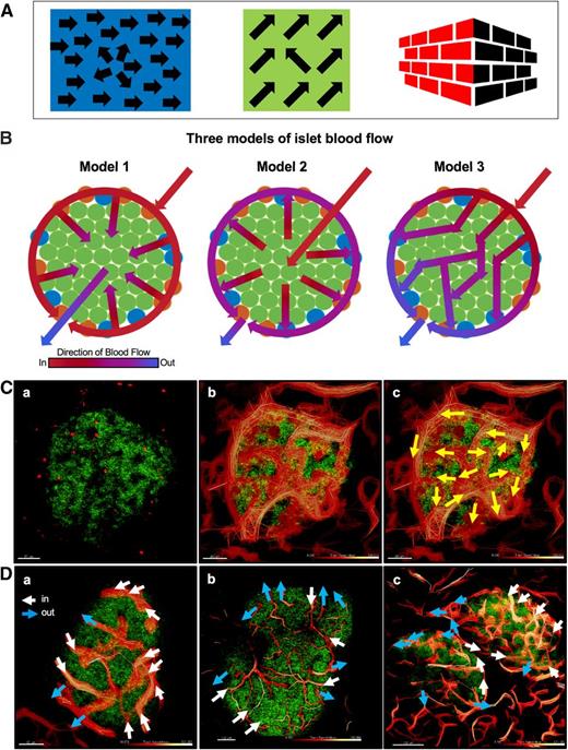 Figure 5. Blood flow within the islet: common fate. A: Three simplified illustrations that demonstrate the principle of common fate. (a) A group of arrows may be perceived as all generally pointing in the same direction, although some point elsewhere. (b) Similarly, almost all arrows of a group travel in the same direction (similar to ducks in a flying “V”). (c) Similarly colored shapes appear to follow a common pattern of directionality (red from center to left, black from center to right). B: Three previously proposed models to describe islet blood flow, where all entering blood cells were perceived to travel in the same direction. Model 1 shows an external-internal direction of flow, model 2 shows an opposite internal-external flow pattern, and model 3 describes a side-to-side polar pattern. C: (a) Intravital fluorescent image of β-cells (green) and red blood cells (RBCs) (red) in a mouse pancreas. (b) Fluorescent image of β-cells and heat map showing mean RBC speed in the islet microcirculation. Slow (red) to fast (white). (c) Arrows indicating the direction of RBC movement within the islet at a confocal plane. Scale bars: all 50 μm. D: (a–c) Arrows displaying the direction of RBC blood flow along the endocrine-exocrine interface. From exocrine (islet) to endocrine: in = white arrows. From endocrine to exocrine: out = blue arrows. Although blood cells may approach the islet from one or a few feeding arterioles, the directionality of individual blood cells does not follow a specific pattern that aligns with the principle of common fate. Some vessels may bring blood cells from interior to exterior, and immediately adjacent vessels may move blood cells in the opposite direction. Furthermore, patterns of flow vary markedly across individual islets. Scale bars: 50 μm (a) and 100 μm (b and c).