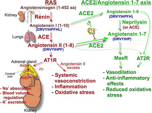 Figure 1. The biochemical pathways of the RAS and the beneficial ACE2/Ang-1-7 arm of RAS. The amino acid sequences of hormones are colored in blue and enclosed in parentheses. Renin is produced and secreted in the juxtaglomerular cells of the kidney when plasma NaCl decreases or blood pressure falls. Renin cleaves angiotensinogen to produce Ang-I, which is further converted into Ang-II by ACE in the lungs. Ang-II induces aldosterone secretion from adrenal zona glomerulosa cells, which in turn promotes sodium and water retention in the kidneys, increasing blood pressure. Thus, initial serum Ang-II levels are set by renin. However, the steady-state serum Ang-II level is also markedly affected by the rate of its conversion to Ang-1-7 by ACE2. Therefore, ACE2 activity contributes to regulating the steady-state levels of Ang-II. If we consider an example of a rainwater barrel and assume that renin is the actual rainfall amount, Ang-II is the rainwater, and ACE2 activity is the barrel’s outlet spigot, then the rainfall amount (renin) would always determine the rainwater (Ang-II) inflow rate and level into the barrel. But if we would keep the barrel outlet spigot always open (ACE2 is active) during and after rainstorms, the final level of rainwater would not be as high as in the case if the barrel’s outlet spigot were closed (ACE2 is inactive). Aldo, aldosterone; ZG, zona glomerulosa.