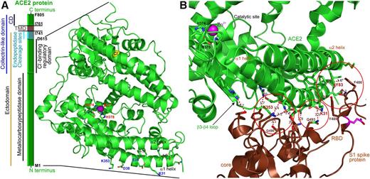 Figure 2. A: Block diagram of the hACE2 protein segments and the structure of its soluble domain, which is shed from the full-length hACE2 after cleavage with endopeptidases, such as ADAM17. The cyan segment depicts the location of the endopeptidase cleavage sites. The amino acids at the borders of the segments are shown in black. The structure depicts the locations of zinc (catalytic) and chloride (regulatory) binding sites. The Cl− binding site, coordinating a single Cl− anion, regulates the efficacy of ACE2 to cleave its substrates (Ang-I and Ang-II). Specifically, ACE2-mediated removal of the terminal leucine from Ang-I is potentiated, whereas the cleavage of the terminal phenylalanine from Ang-II is inhibited in the presence of extracellular chloride anions. The structure of the hACE2 was replotted from pdb ID: 1R42 (50). CD, cytosolic domain; TMD, transmembrane protein. B: The interface of the SARS-CoV-2 virus (brown) and the N-terminal domain of hACE2 (green). The open red circles show the interaction hotspots similar to those identified for the SARS-CoV virus. The catalytic site of hACE2 is visible in the left upper corner. The structure of the hACE2 bound to SARS-CoV-2 receptor binding domain (RBD) was replotted from pdb ID: 6M0J (19).