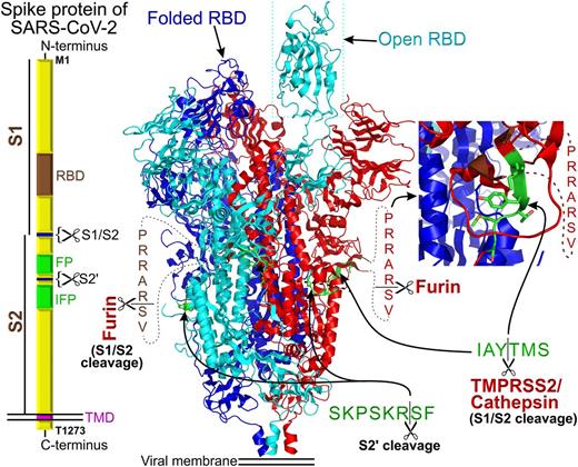 Figure 3. Block diagram of the homotrimeric SARS-CoV-2 spike protein assembly. “RBD” stands for receptor binding domain, “FP” stands for fusion peptide, and the IPF block depicts the location of internal fusion peptide. S1 and S2 are two segments of SARS-CoV-2 ectodomain that can be cleaved with the indicated endopeptidases. The cryo-EM structure (15) of the spike protein is shown in the center of the figure. The proteolytic sites are shown in green. In the structure, the residues preceding and following the furin cleavage site are colored in brown. The inset shows a magnifying view of the TMPRSS2/cathepsin cleavage site. The structure of the homotrimeric SARS-CoV-2 spike protein complex was replotted from pdb ID: 6VYB (15). Each spike protein in the homotrimer is color coded for better identification.