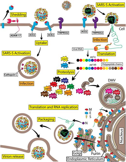 Figure 4. Diagram of the SARS-CoV-2 virus life cycle. SARS-CoV-2 is a member of the Coronaviridae subfamily and belongs to the genus of β-coronaviruses. This is a positive-sense single-stranded RNA virus. SARS-CoV-2 viral RNA serves to code the viral genome and as mRNA for direct protein translation by the host cell ribosomes. Indeed, viral RNA contains a poly-A tail at the 3′ end and a typical mRNA cap structure at the 5′ end. SARS-CoV-2 viral RNA is nonsegmented. Viral RNA genome translation starts with the production of two replicase polyproteins, pp1a and pp1ab, which consist of 11 or 16 covalently linked nonstructural proteins (nsp), respectively. These two large polyproteins are subject to proteolytic cleavage by proteases resulting in the formation of individual nsp1–nsp16. Viral nsp3 functions as a papain-like protease and is important for cleaving the interdomain junctions between nsp1 and nsp4, whereas nsp5 is a chymotrypsin-like protease, which is also named “main protease” because it is responsible for cleaving interdomain junctions between nsp4 and nsp16. Nsp6 can induce small-diameter autophagosome formation in infected cells. Nsp12 (RdRp) is an RNA-dependent RNA polymerase, which is critical for a large-scale replication of viral RNA. Nsp12 requires several cofactors, such as nsp7 and nsp8. The RNA helicase nsp13 (Hel) is important for replication. Nsp14 is a viral N7-methyltransferase ensuring the fidelity of replication. The viral RNA also encodes four structural proteins: the spike protein (S), envelop protein (E), membrane protein (M), and nucleocapsid protein (N). In SARS-CoV-2 virions, viral RNA is enveloped with a membrane that is stabilized by the imbedded structural proteins, including S, E, M, and N proteins. The S or spike protein is a homotrimer that gives the viral particles a characteristic appearance of spiky corona. The S protein is critical for the viral entry into the host cells. The S1 subunit of the SARS-CoV-2 spike protein utilizes the hACE2 protein as its cellular receptor. The TMPRSS2 protein is the key endopeptidase that is important for priming the spike protein of SARS-CoV-2, allowing viral entry into host cells. Cathepsin B/L is an endosomal protease that can substitute TMPRSS2 activity during spike protein priming before viral RNA gains access into the cellular cytosolic compartments. SARS-CoV-2 replication takes place in double membrane vesicles (DMV) that are associated with the specific areas of the rough endoplasmic reticulum or other intracellular membranes, including autophagosomal membranes. The M, E, and N structural proteins together with the S protein are important for formation and stabilization of the SARS-CoV-2 viral particles. Viral structural protein modification takes place in the Golgi compartment before viral particles are ready for budding. Furin is a Ca2+-dependent endopeptidase enriched in the Golgi compartments that precleaves the spike protein at a specific cleavage site in the Golgi compartments, with S1 and S2 subunits remaining noncovalently bound in budding virions. ADAM17 proteolytic activity generates soluble hACE2.