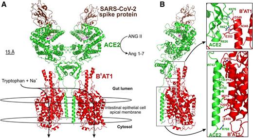 Figure 5. Atomic structure of human B0AT1/ACE2 ternary complex bound to spike protein region of SARS-CoV-2. A: The complex comprises a dimer of heterodimers formed by two B0AT1 subunits (red) contacting with two ACE2 subunits (green), with each ACE2 interfacing with a single SARS-CoV-2 spike (brown). The complex was stabilized using Na+ cotransporter B0AT1 transport substrate leucine within the center membrane-spanning domain, known to serve tryptophan, glutamine, and other neutral amino acids in addition to leucine. Intestinal apical membranes express the B0AT1:ACE2 complex, which does not occur in lung pneumocytes (40). B: Side view showing charged moiety interactions in the extracellular region of the gut lumen (top inset) and also hydrophobic interactions of B0AT1 TM3 and TM4 interacting with the single long transmembrane domain of ACE2 within the apical membrane (bottom inset). Data coordinates were obtained from pdb ID: 6M17 (18).